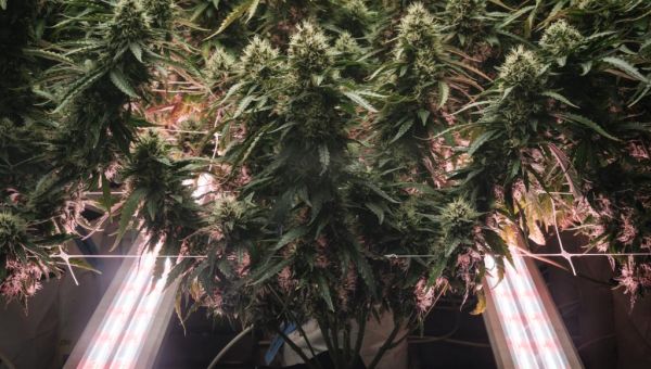 Florida’s referendum to legalize recreational marijuana falls short