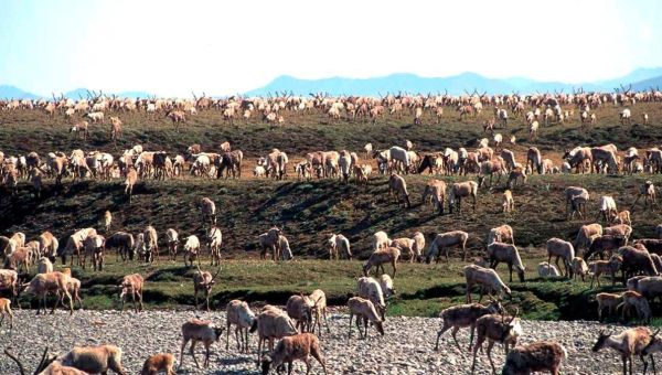 Biden Administration Cancels Oil, Gas Leases on Alaskan Land