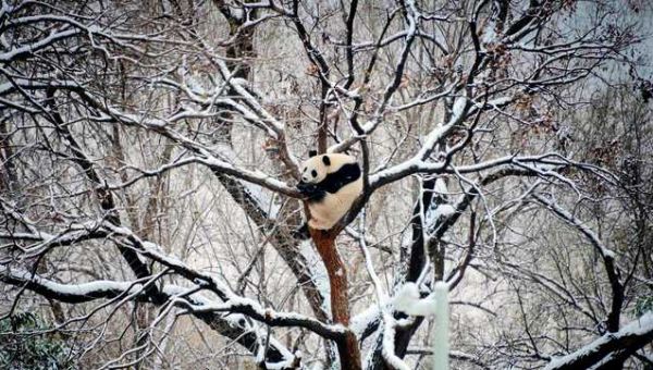 Beijing records longest cold wave in modern history