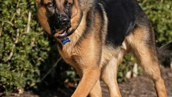 WH Clown World! Commander Biden Bit Agents 24 Times