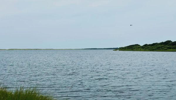 Obama family chef dies while paddleboarding in Edgartown pond – The Martha’s Vineyard Times