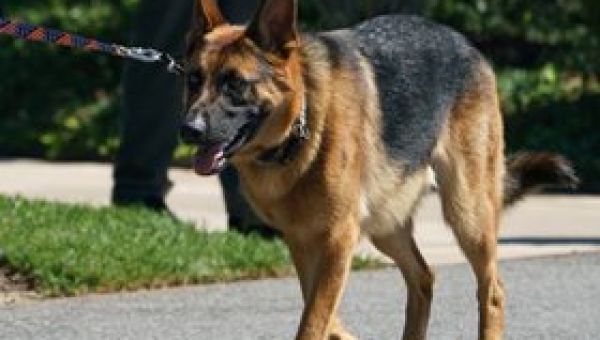 Secret Service: Bidens' Dog Bit Agents Over Two Dozen Times