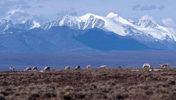 Oil companies offer zero bids for Arctic Refuge drilling rights