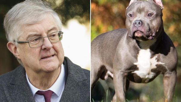 Mark Drakeford urges UK Government to ban dog breed responsible for fatal attack