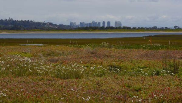 Supreme Court limits EPA protection for wetlands