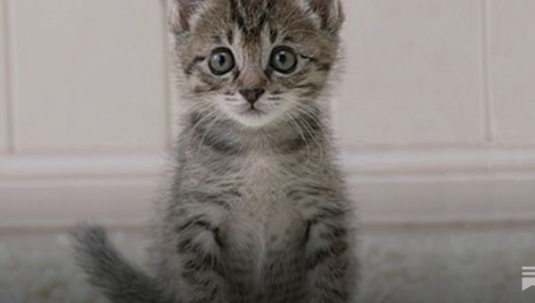 Trump Thinks Of Nothing But Imaginary ‘White Genocide’ All Day