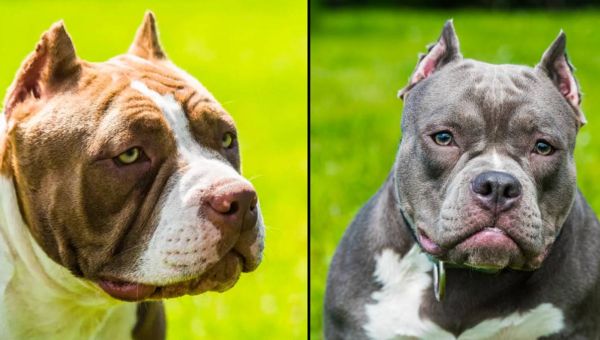 XL Bully could become only the fifth dog breed that’s banned in UK