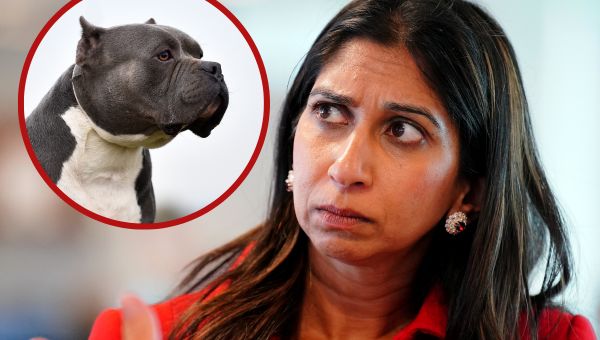 Suella Braverman seeks ‘urgent advice’ on banning ‘lethal’ dog breed after attack