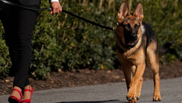 Biden’s dog booted from White House. Lions, tigers and bear came before him  —  literally