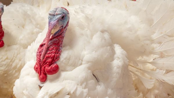 North Carolina Turkeys Pardoned by President Biden