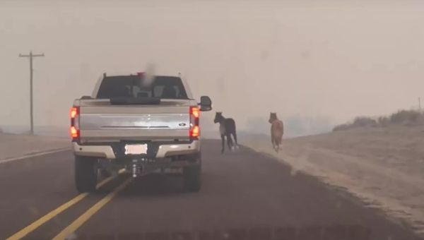 Horses Flee Texas Wildfires Alongside Cars ‘Trying To Escape’