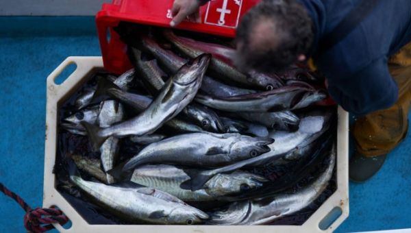 Fishing industry urges Starmer to ‘hold nerve’ in UK-EU pact talks