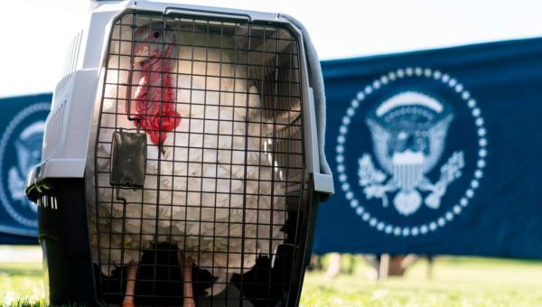 Biden pardons Thanksgiving turkeys: ‘No ballot stuffing, no fowl play’