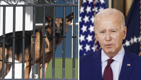 Joe Biden’s German Shepherd Commander Bites Another Secret Service Agent, Marks 11th Incident in 2 Years