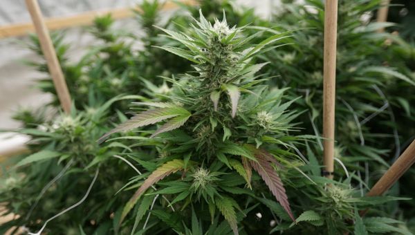 Congress considers ending cannabis tests for military recruits (Newsletter: May 15, 2024) – Marijuana Moment