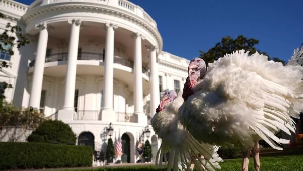 What happens to White House turkeys after they’re pardoned?