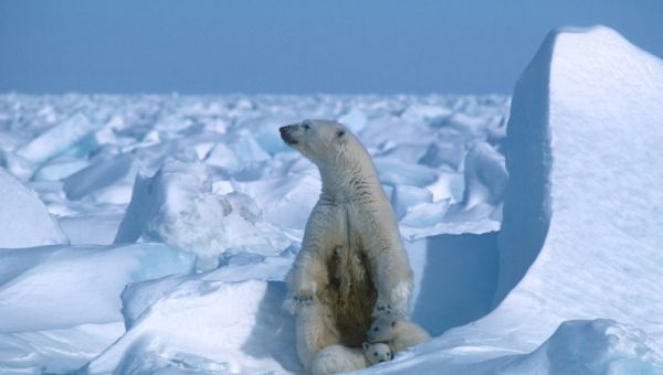 Biden Bars Drilling Over Vast Swath Of Alaska