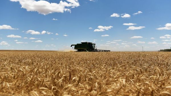 Wheat climbs 5% to 2-week high as Russia suspends Black Sea agreement