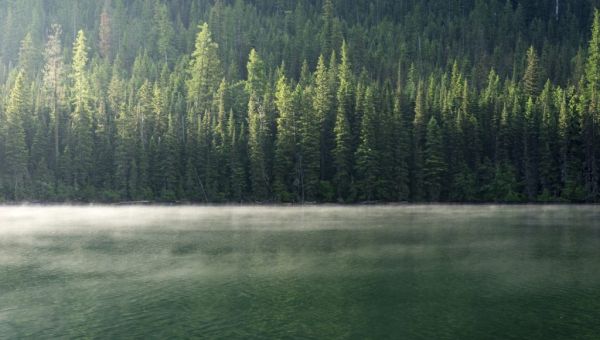 House Republicans propose ambitious reforestation plan in response to climate change