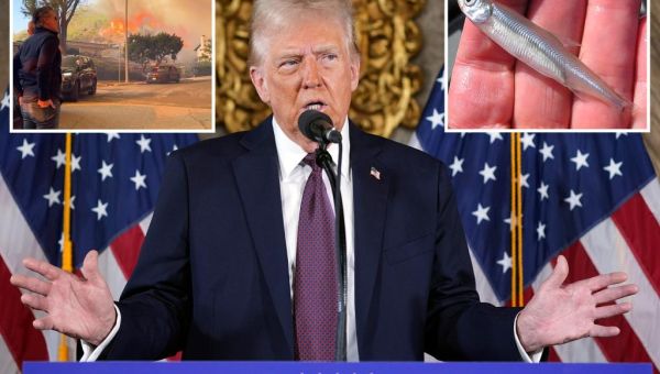 Trump says Gov. Gavin ‘Newscum’ chose to save an endangered fish…