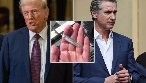 Why Is Trump attacking Gavin Newsom over delta smelt fish?