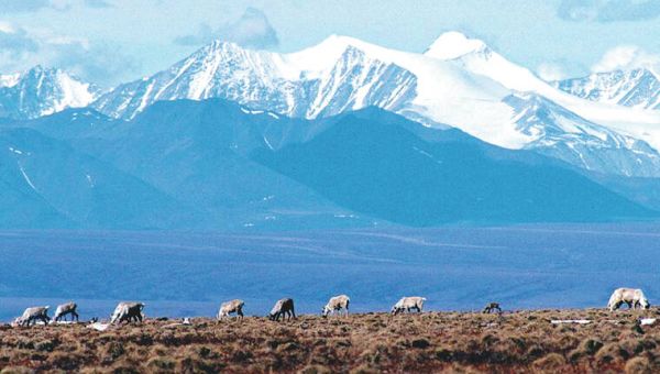 Biden administration cancels remaining oil and gas leases in Alaska’s Arctic Refuge – West Hawaii Today