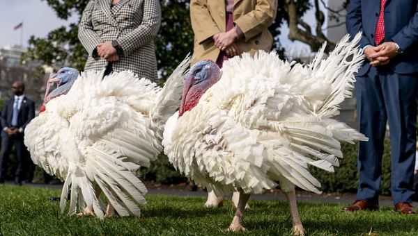 Biden pardons Thanksgiving turkeys and marks his 81st birthday with…