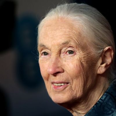 Conservationist and primatologist Dame Jane Goodall has died, aged 91 | Wales Online