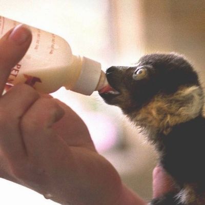 Beloved zoo an hour from Lancashire forced to close forever after 51 years