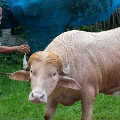 Viral buffalo nicknamed ‘Donald Trump’ spared from Eid sacrifice