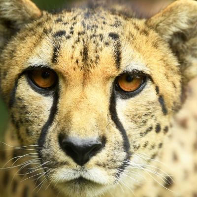 Cheetahs in Cheshire: The dangerous animals kept as ‘pets’ in Britain