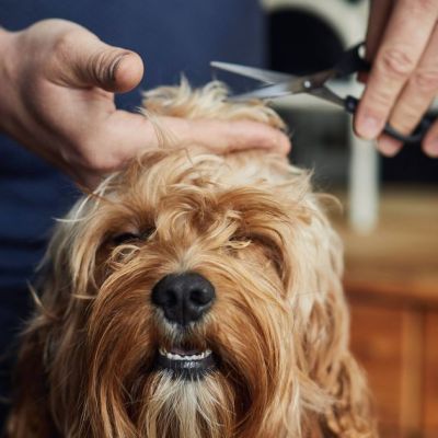 Dog owners urged to take step to prevent painful problem during winter