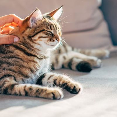 Key June 29 update as 228,000 back rule change for UK pet owners