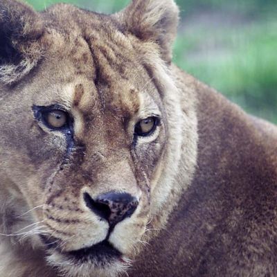 Beloved Merseyside zoo with 154 species forced to close forever after 51 years