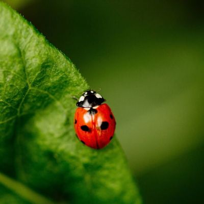 Ladybirds ‘swarm’ UK homes as Brits baffled by ‘invasion’