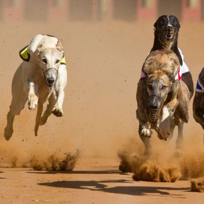 Scotland bans greyhound racing as MSPs back bill to join Wales in ending sport