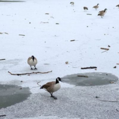 Hour-by-hour weather forecast for Birmingham ahead of 11-inch snow – Birmingham Live