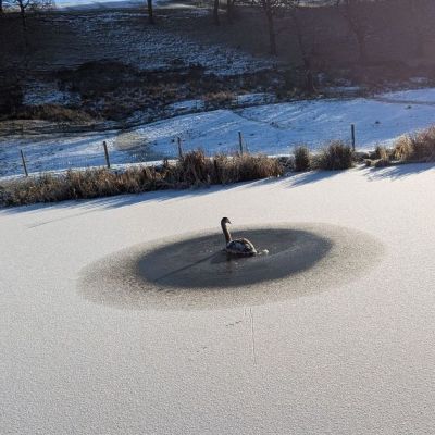 Baby swan and tangled gull among RSPCAs most heroic rescues of 2025 | Lancs Live