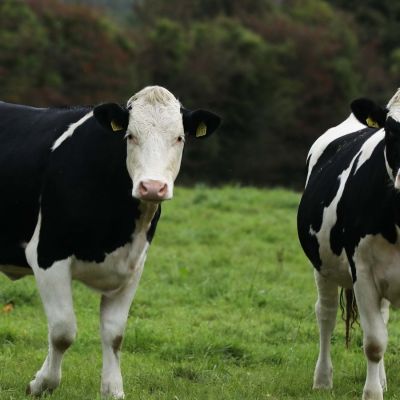 Suspected case of bluetongue identified in cattle in NI