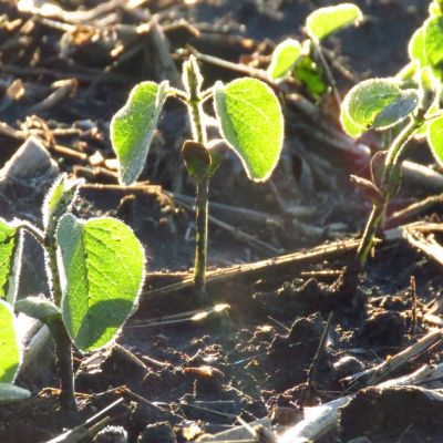 Wisconsin soybean contest yields record participation