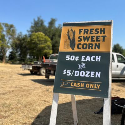 Chico State University Farm stand opens, student-grown corn and sunflowers for sale