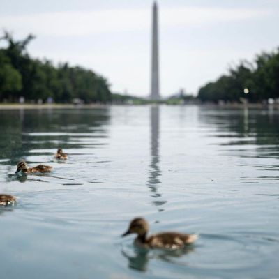 What Killed The Ducks In The Reflecting Pool? Here’s What We Know