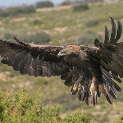 California Seeking Ways To Stop Golden Eagle Deaths From Wind Turbines