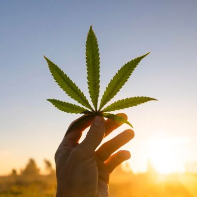 Cannabis May Help Treat Melanoma Skin Cancer, New Study Suggests