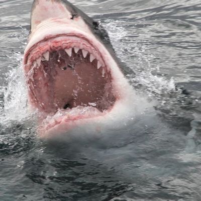 Boy left fighting for life after shark attack at beach in iconic Sydney Harbour - Liverpool Echo Img