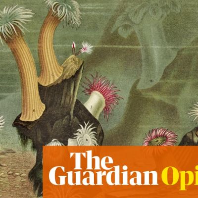 A sea anemone: I have pronounced their name incorrectly most of my life | Helen Sullivan
