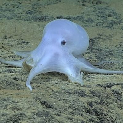 At International Deep Sea Mining Meeting, Debate Moves Behind Closed Doors