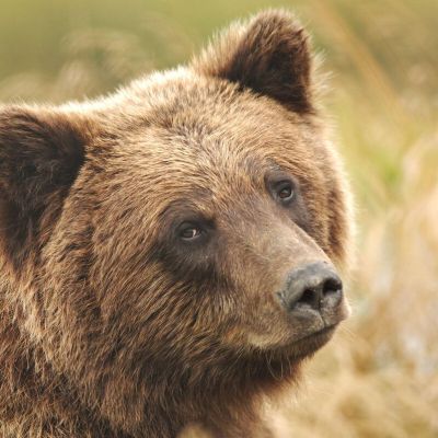 How a Real Bear Market Will Play Tricks on You