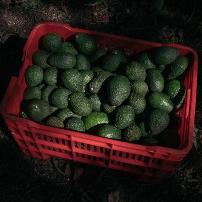 Trump’s Mexico Tariffs Poised to Raise Already High Avocado Prices