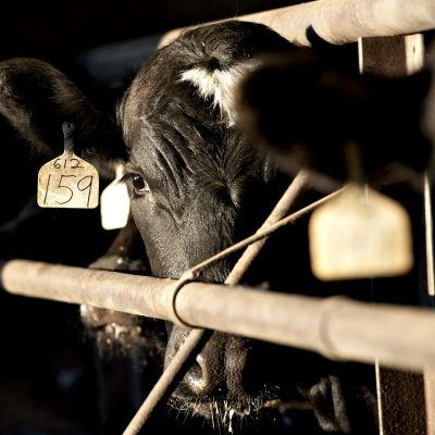 Trump Won’t Be Able to Save the Struggling US Beef Industry